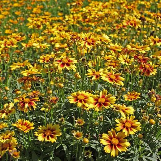 Coreopsis 'Enchanted Eve', Tickseed 'Enchanted Eve', 'Enchanted Eve' Tickseed, Li' l Bang Series, Drought tolerant plants, dry soil plants, heat tolerant plants, humidity tolerant plants, Yellow flowers, Red flowers, Bicolor flowers